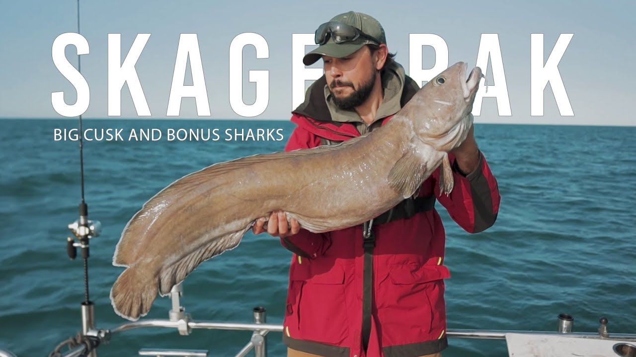 Skagerrak - Big Cusk and Bonus Sharks