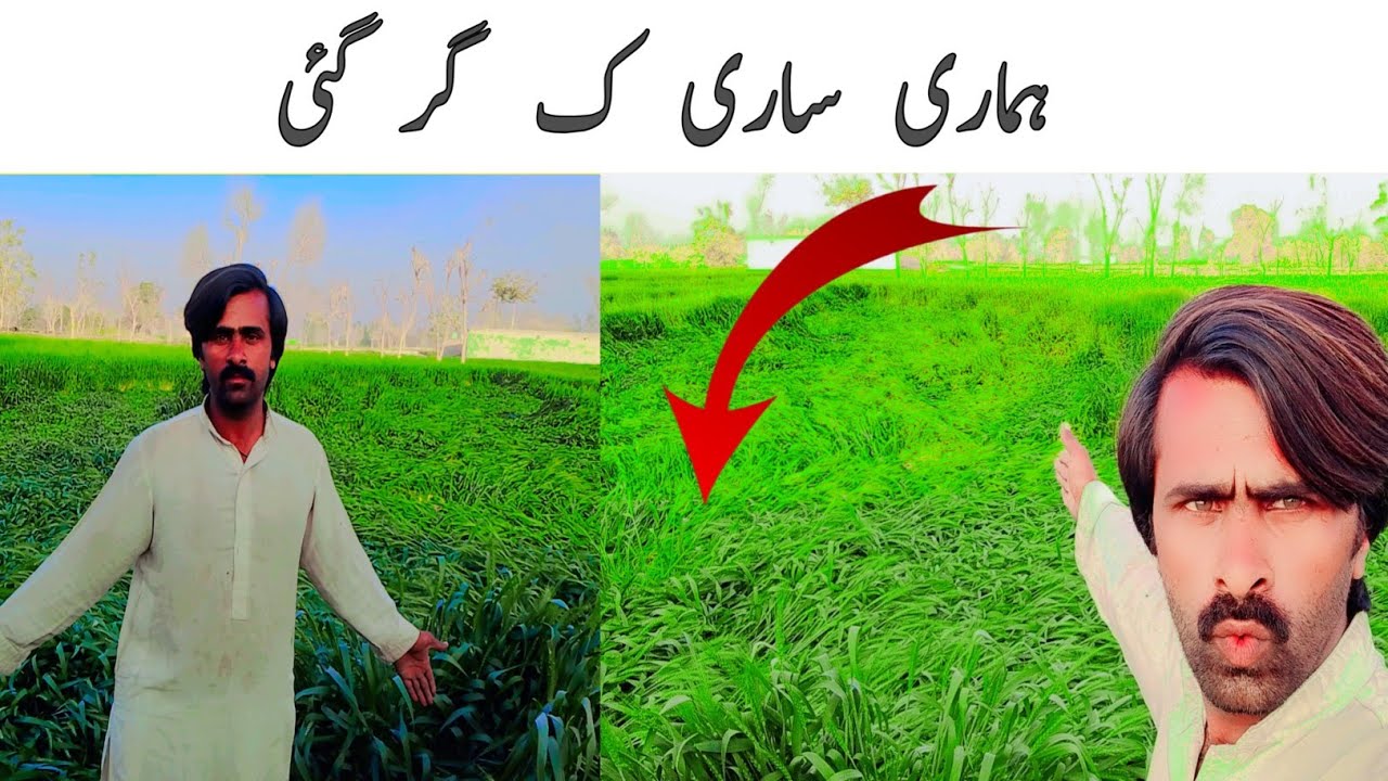 ہماری ساری ک گر گئی 