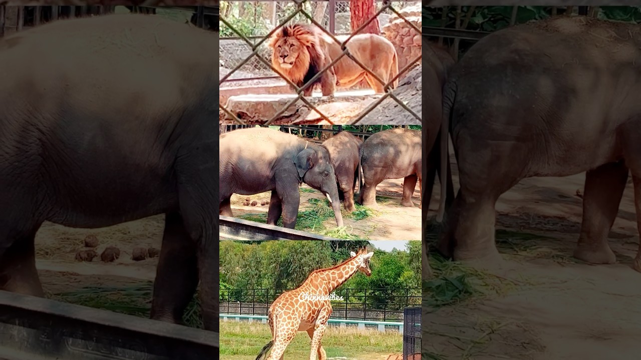 Bannerghatta National Park | Zoo | Bangalore | Chinnavibes