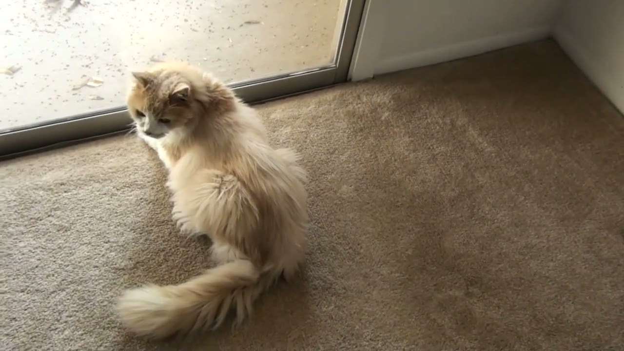 Cat…Squirrel Watching (Freis)