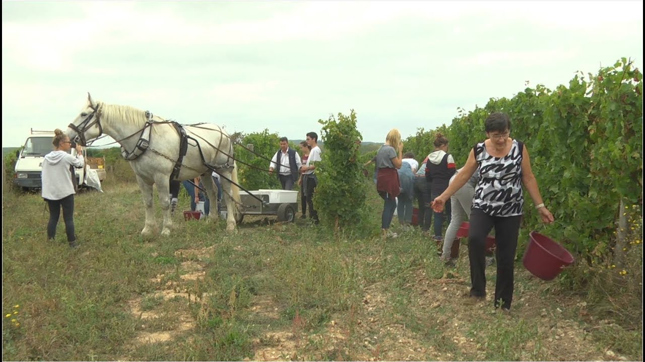 Nermont vendange au domaine Martellière avec un percheron