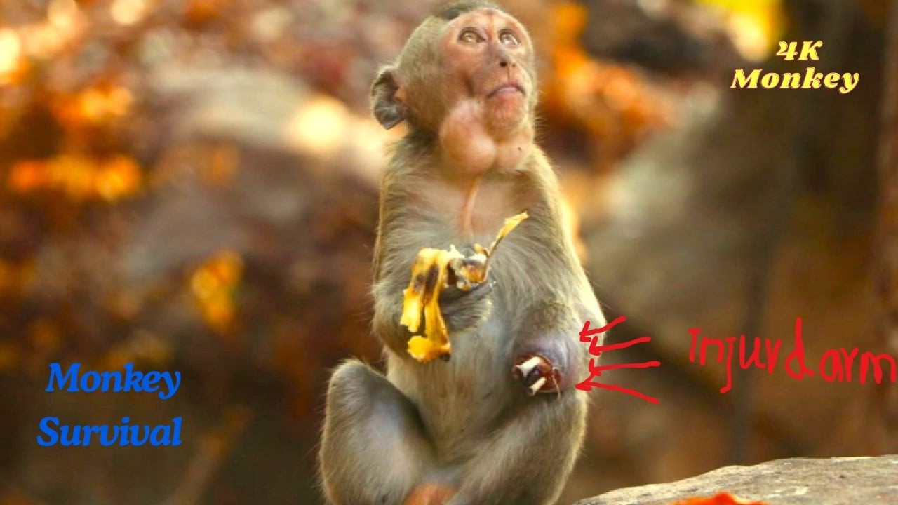 Top 1 Strongest Little Survivor 🐒💛 | Brave One-Armed Monkey’s Recovery Journey