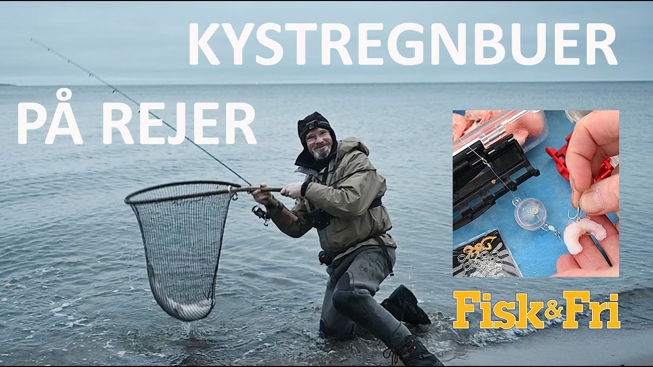KYSTREGNBUER PÅ REJER
