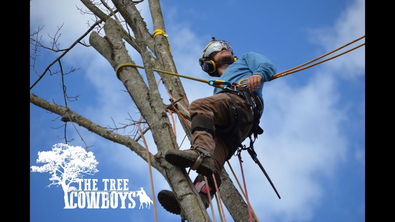 DROPPING TREES With Chainsaws - The Tree Cowboys (Vlog Episode #1: 