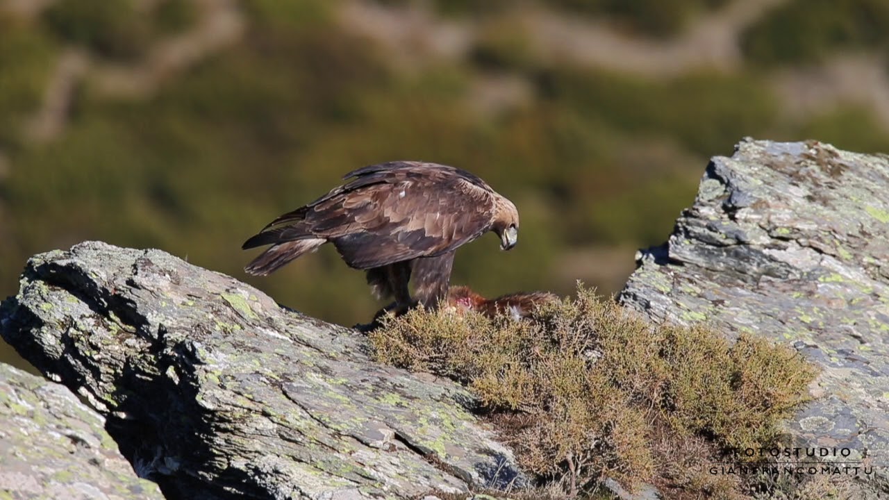 Aquila reale sardegna