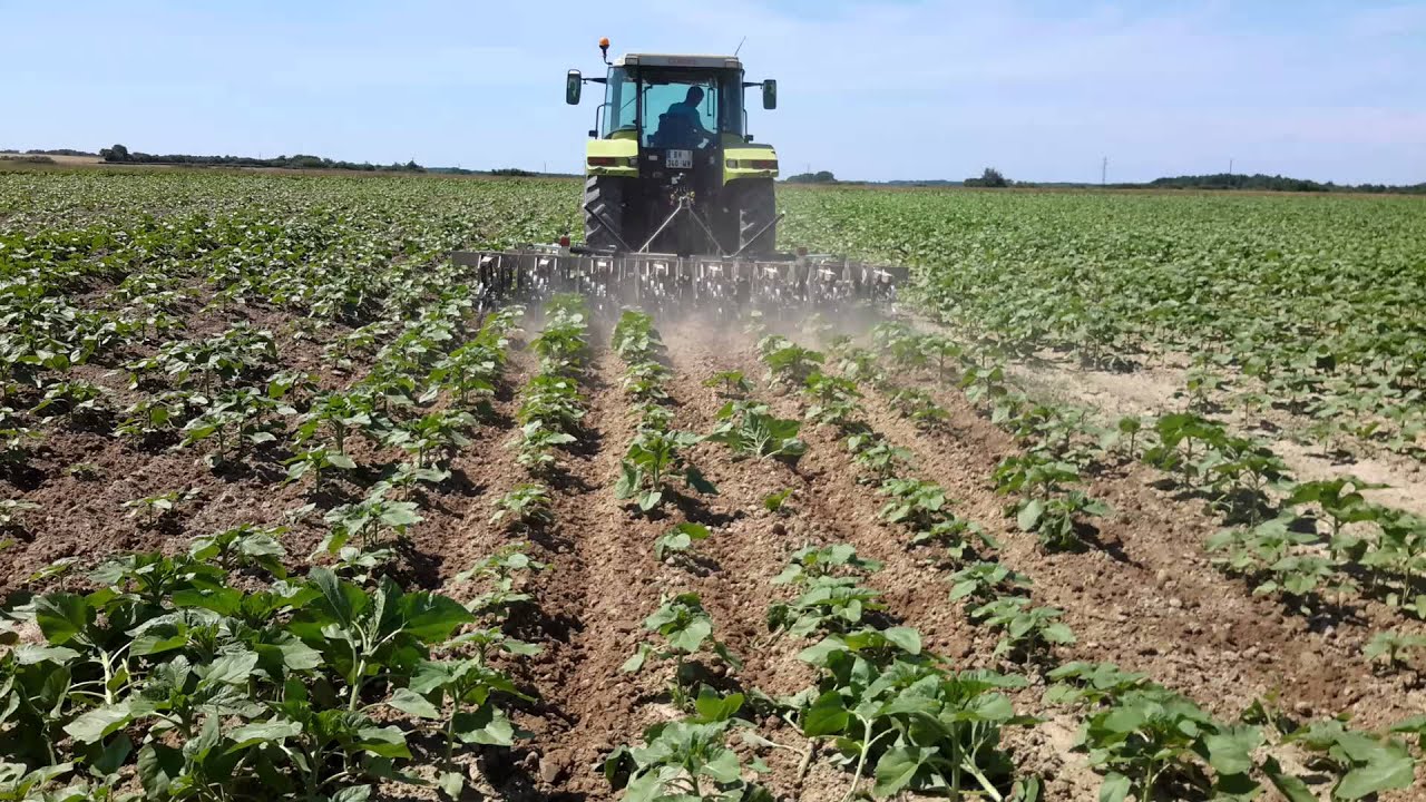 BINOV l Binage sur champs de tournesol