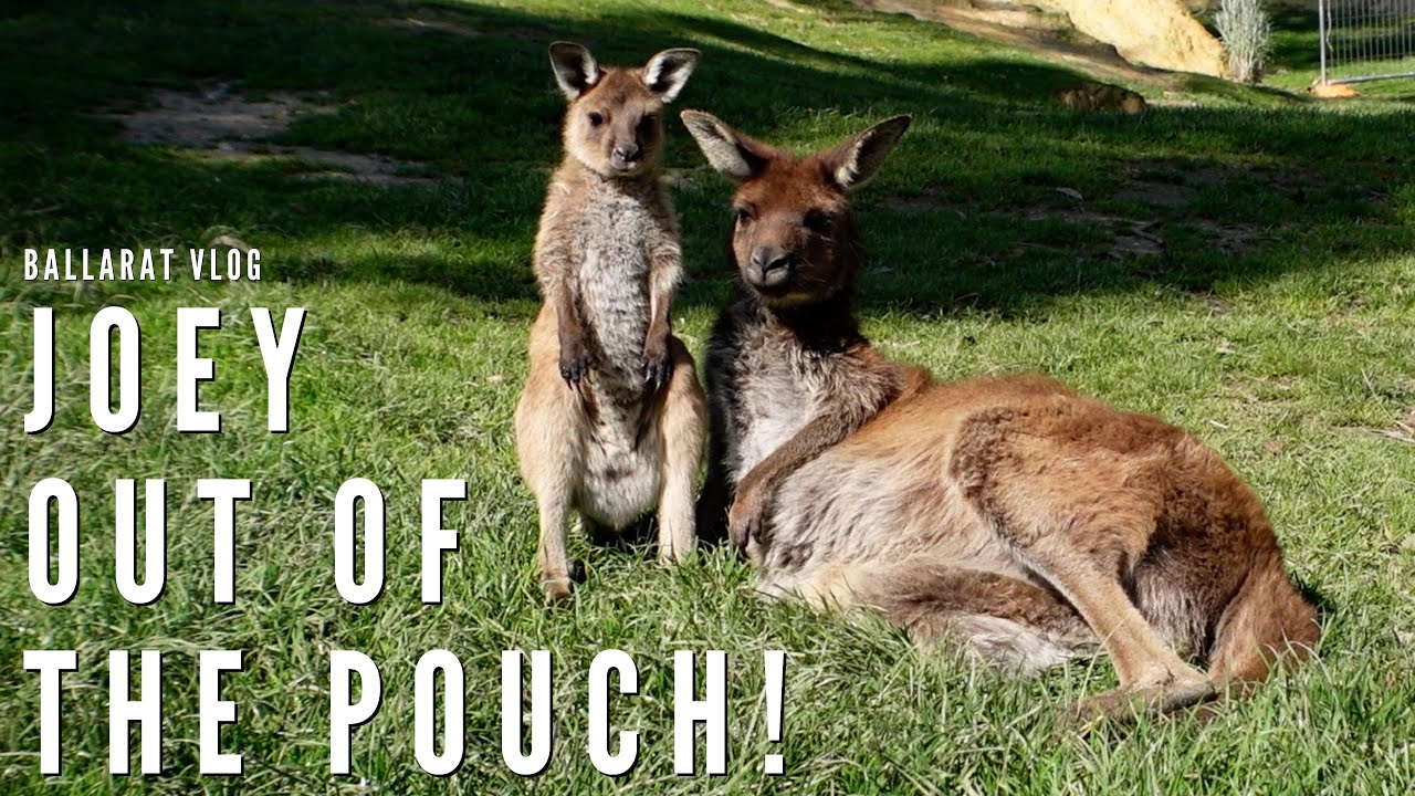 Come to Ballarat Wildlife Park with us! Lots of Kangaroo Joeys! | Vlog |