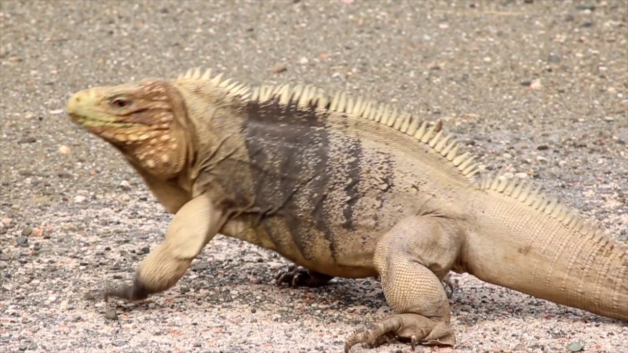 Reptiles Onboard Naval Station Guantanamo Bay