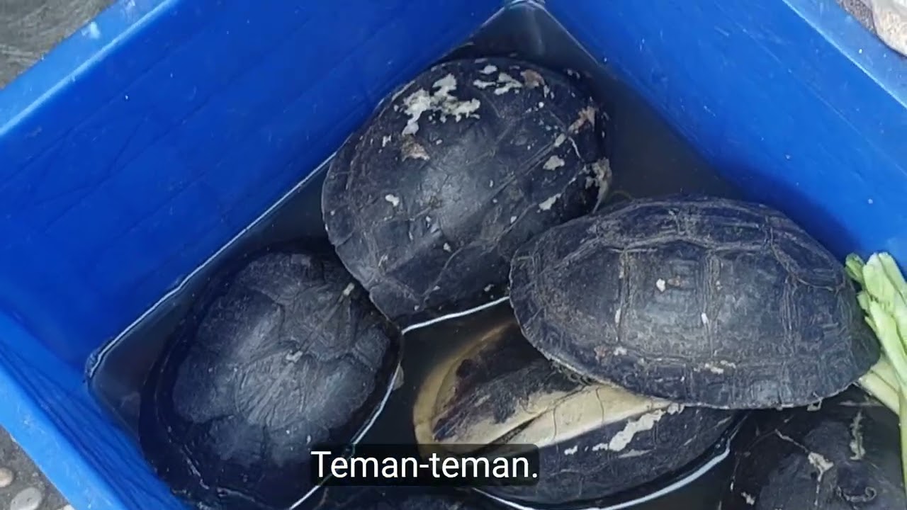 Reviu kondisi terkini pasar hewan splindid  | kota malang
