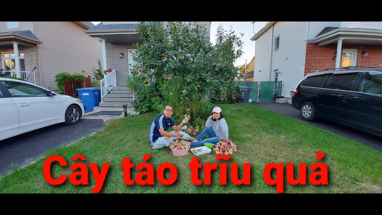 Thu hoạch T&aacute;o ở Canada tại vườn nh&agrave; Cần Vi//Vườn Rau Việt//Cuộc sống Việt tại Canada