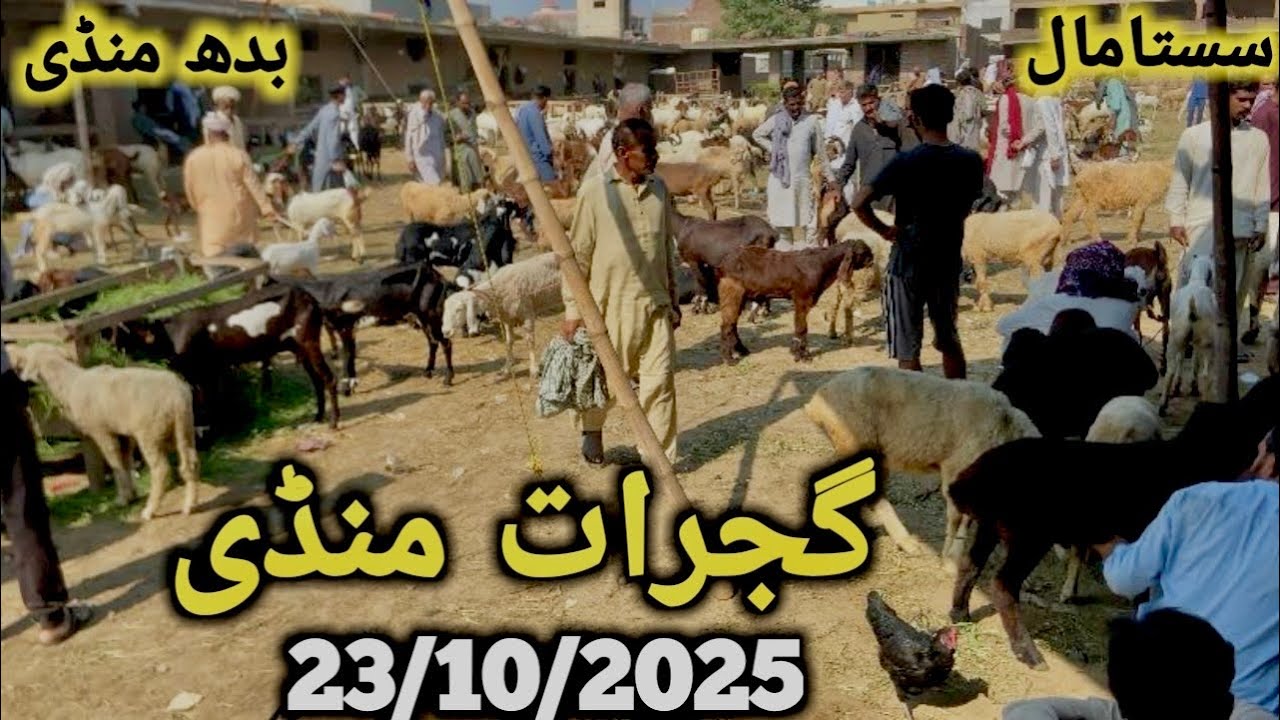 گجرات منڈی دودھ اور بچوں والی سستی ترین بکریاں || ریٹ سن کر آپ بھی خیران ہو جائے گے #gujratmandi 