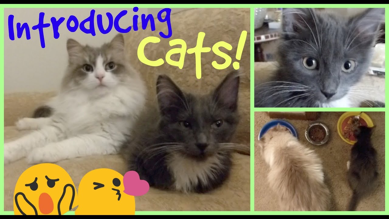 CAT VLOG | Figaro's Homecoming & Introduction to Galileo!