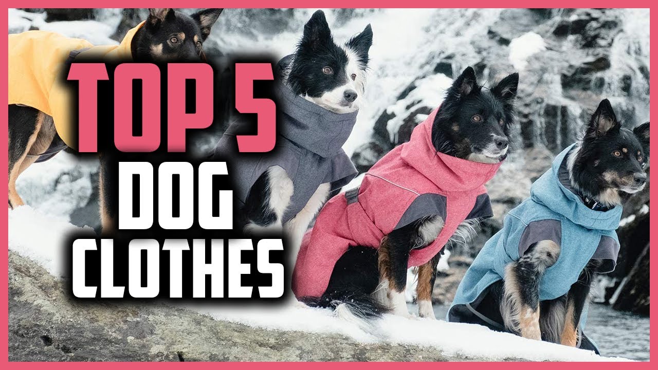 ✅Top 5 Best Dog Clothes in 2024