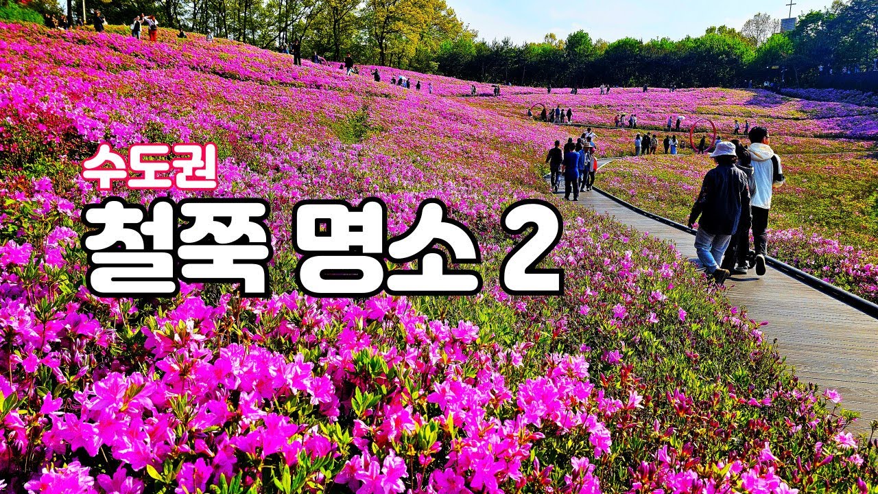 수도권 철쭉 명소2, 산보하고 왔어요.    #군포철쭉축제, #불암산철쭉축제, #불암산나비정원, #군포철쭉동산,