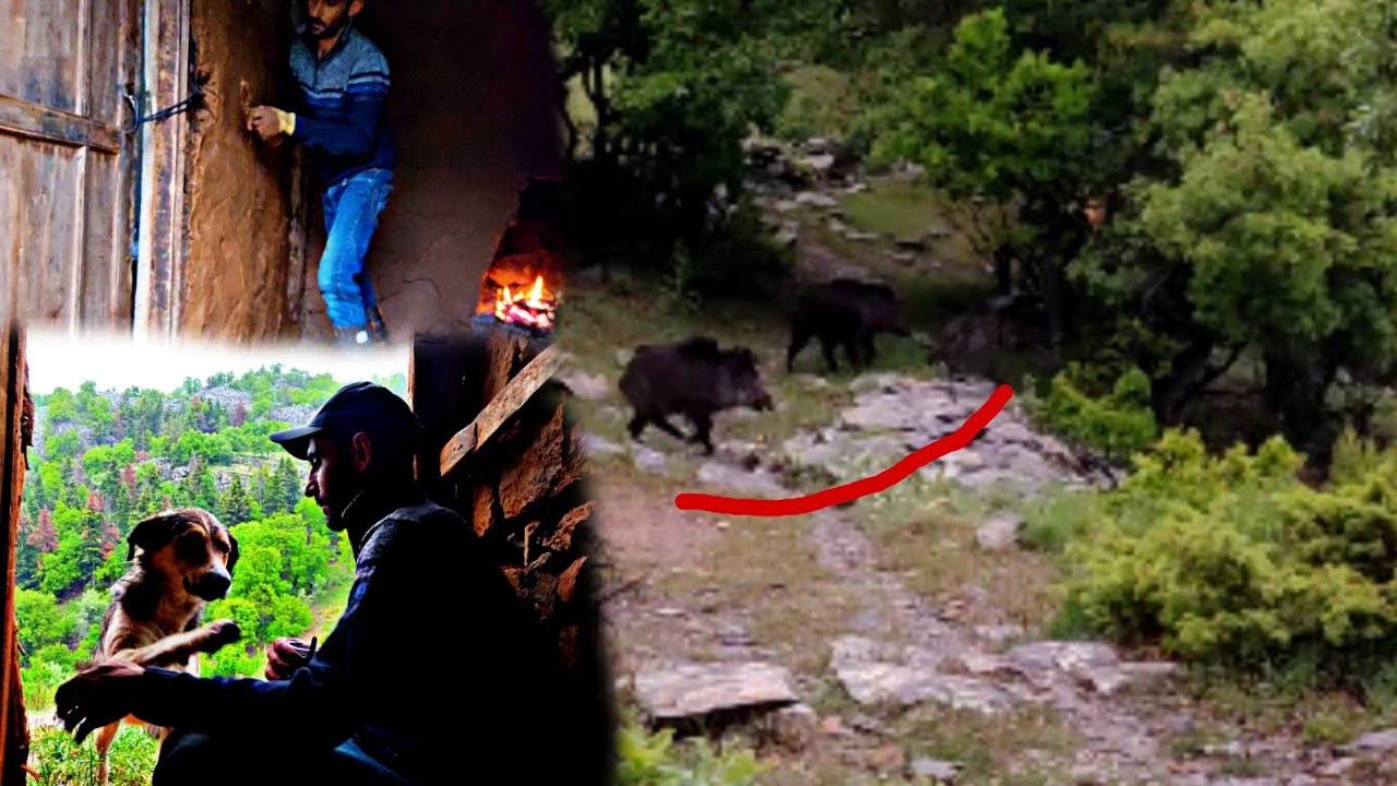 DAĞ EVİ SARIYA DOMUZ SALDIRDI~TAŞ EV &Ccedil;AMUR SIVA~sakin başladı olaylı bitti
