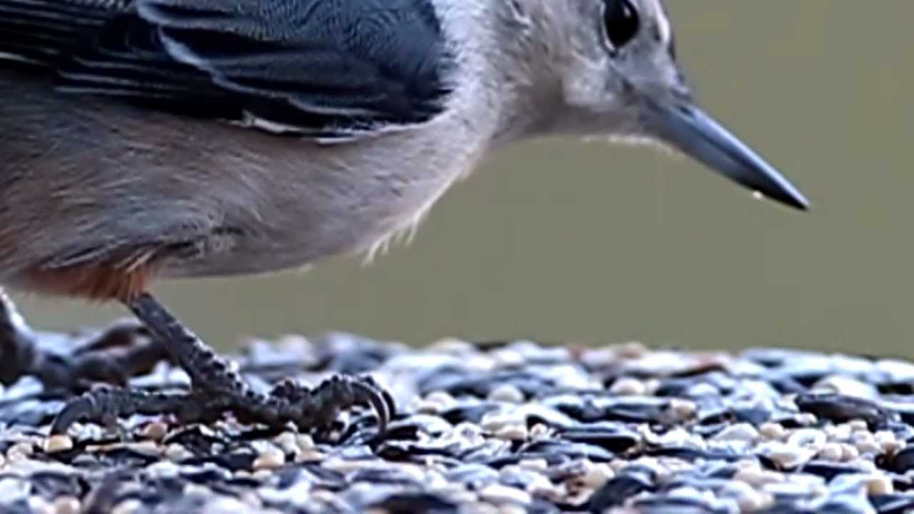 Nuthatch Pecking Seeds in Extreme Slow Motion