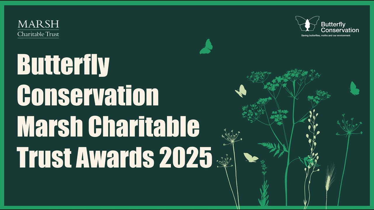 Celebrating Butterfly Conservation's Volunteers | Marsh Charitable Trust Awards 2025