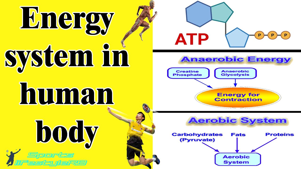 Energy systems in human body | ATP-CP, Anaerobic (lactic acid) and Aerobic energy system.