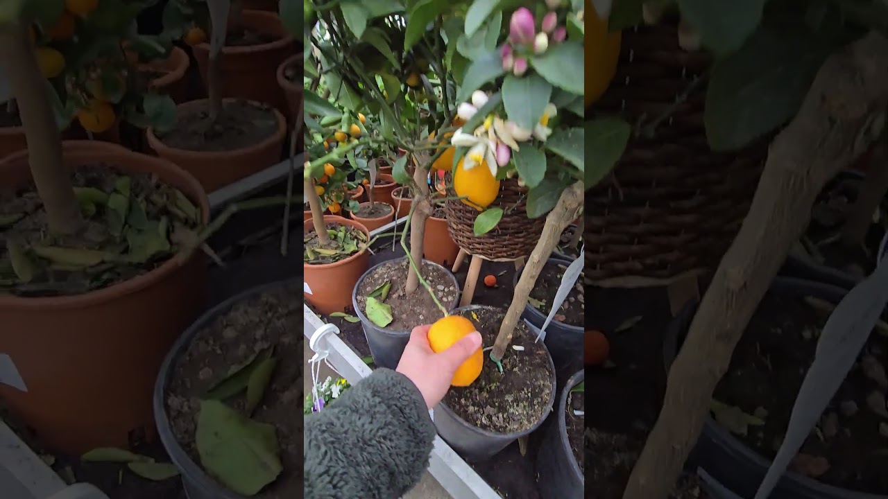 #shoppingforPlants #shielapiet #nl #intratuin #leeuwarden #citrus