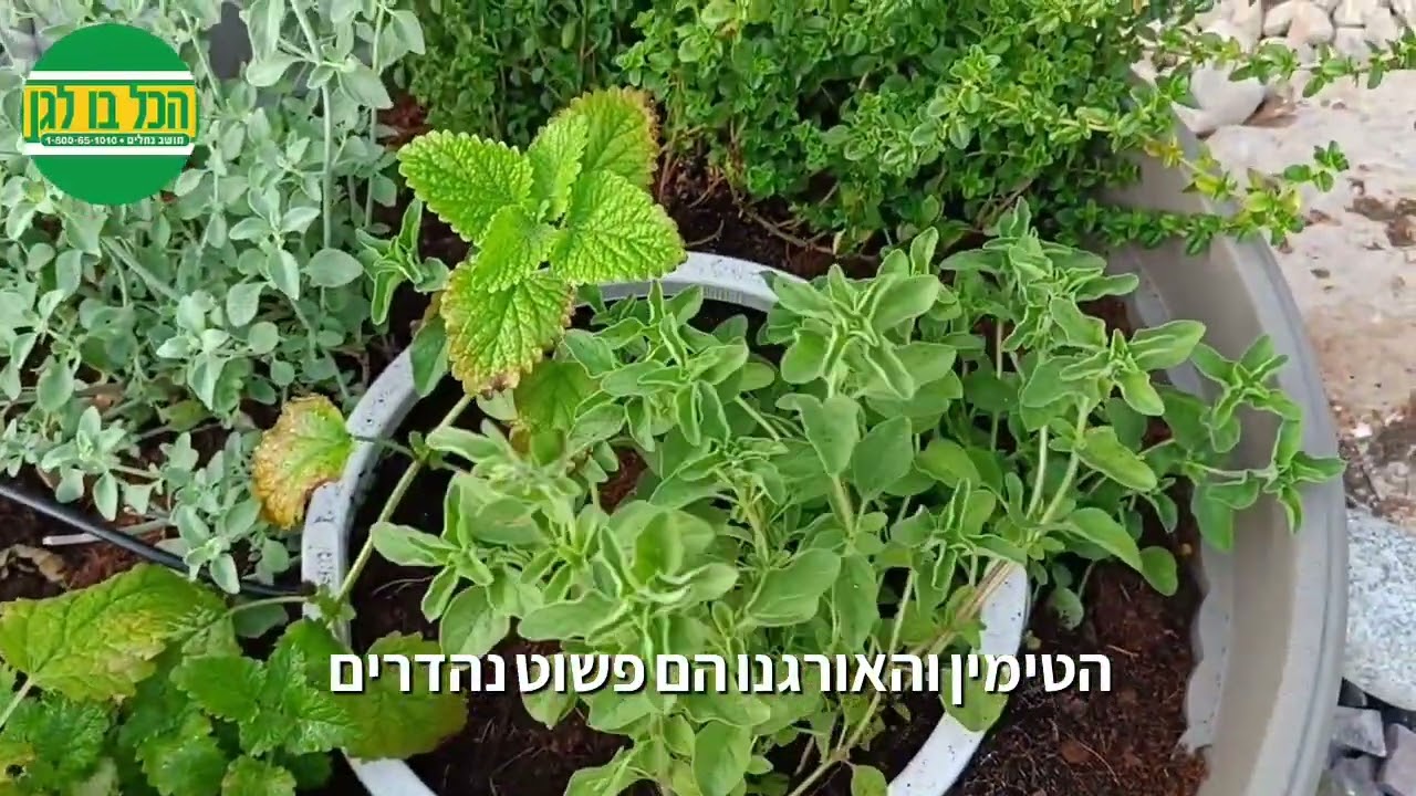 זמן להתפנק עם צמחי תבלין בגינה