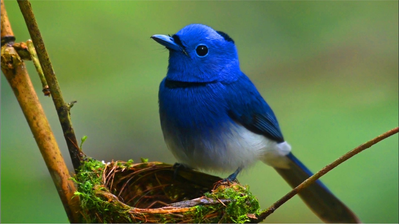 Pássaros na Natureza | Música de Piano para Relaxar