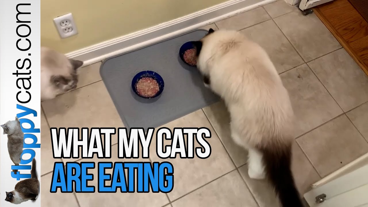 What I Feed My 13-Year-Old Ragdoll Cats: Fetching Foods Raw Cat Food