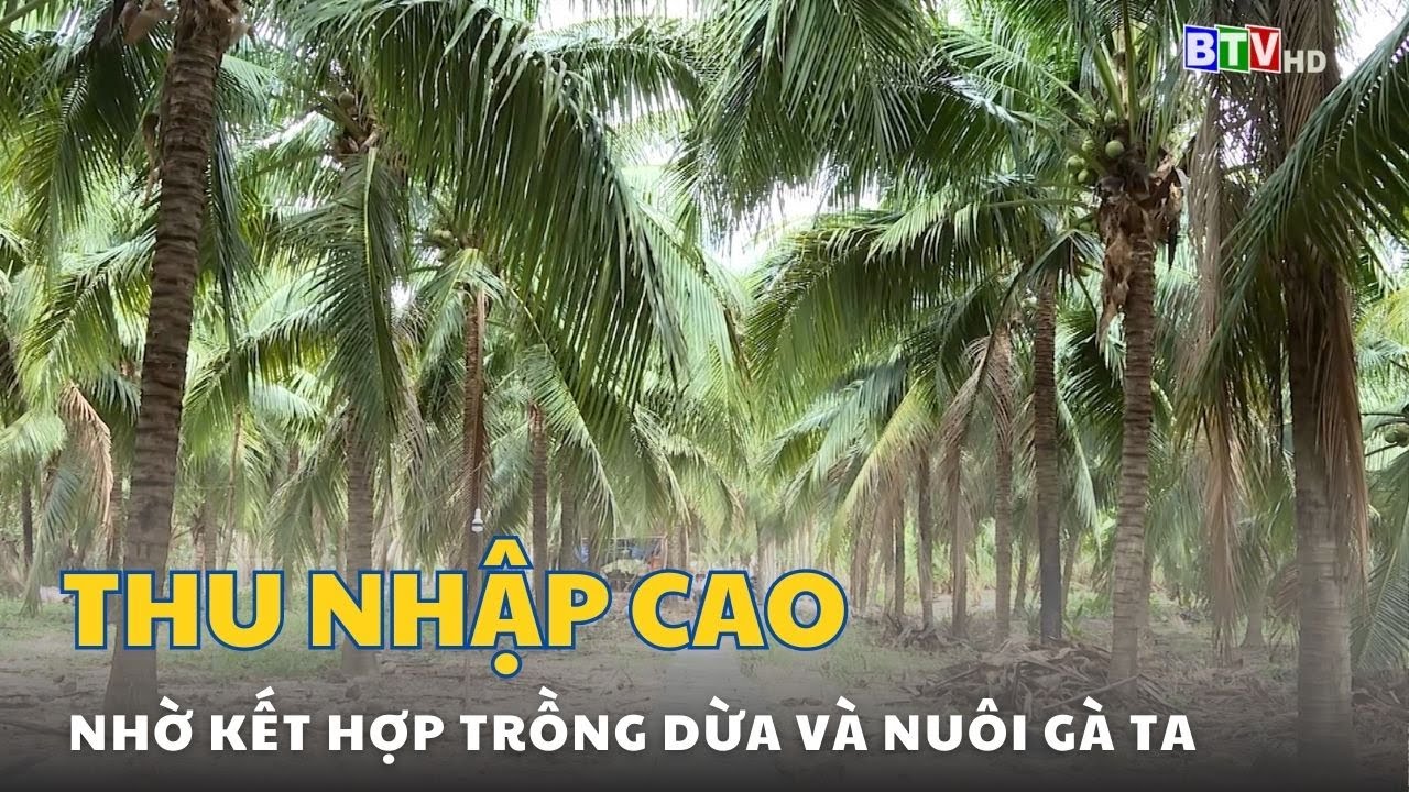 Thu nhập cao nhờ trồng dừa kết hợp nuôi gà ta