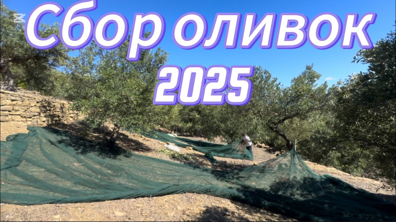 Сбор оливок 2025. Как итальянцы собирают оливки.