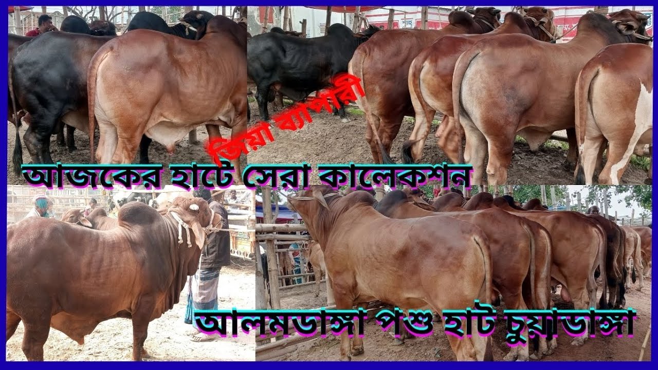 ইউনিক কালেকশন! 🔥 আলমডাঙ্গা হাটে অবিশ্বাস্য মূল্যে সেরা সব জিনিস! দাম শুনলে মাথা ঘুরে যাবেচুয়াডাঙ্গা