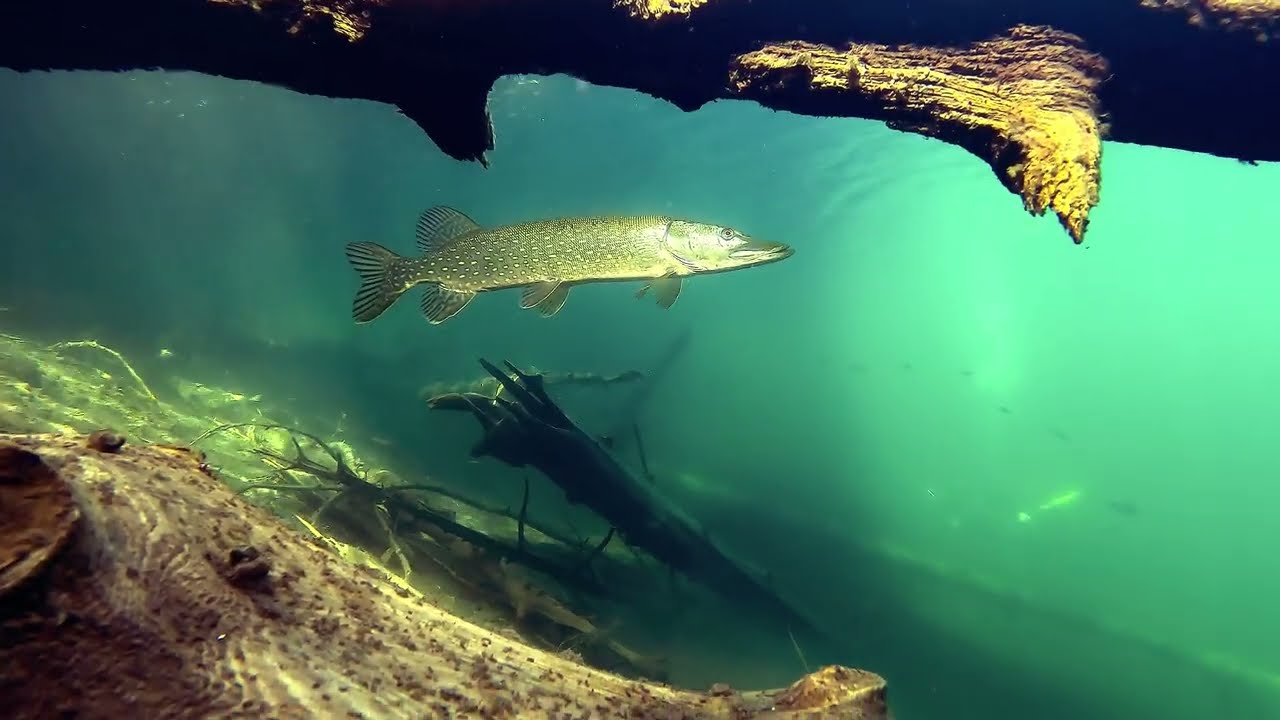 Valkiajärvi - Haukistudio