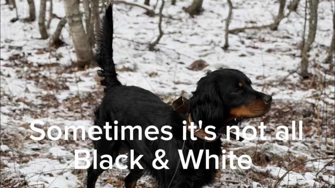 Иногда всё не так однозначно! #гордонсеттер #гордоны #вальдшнеп #дрессировкаптиц #птичьисобаки