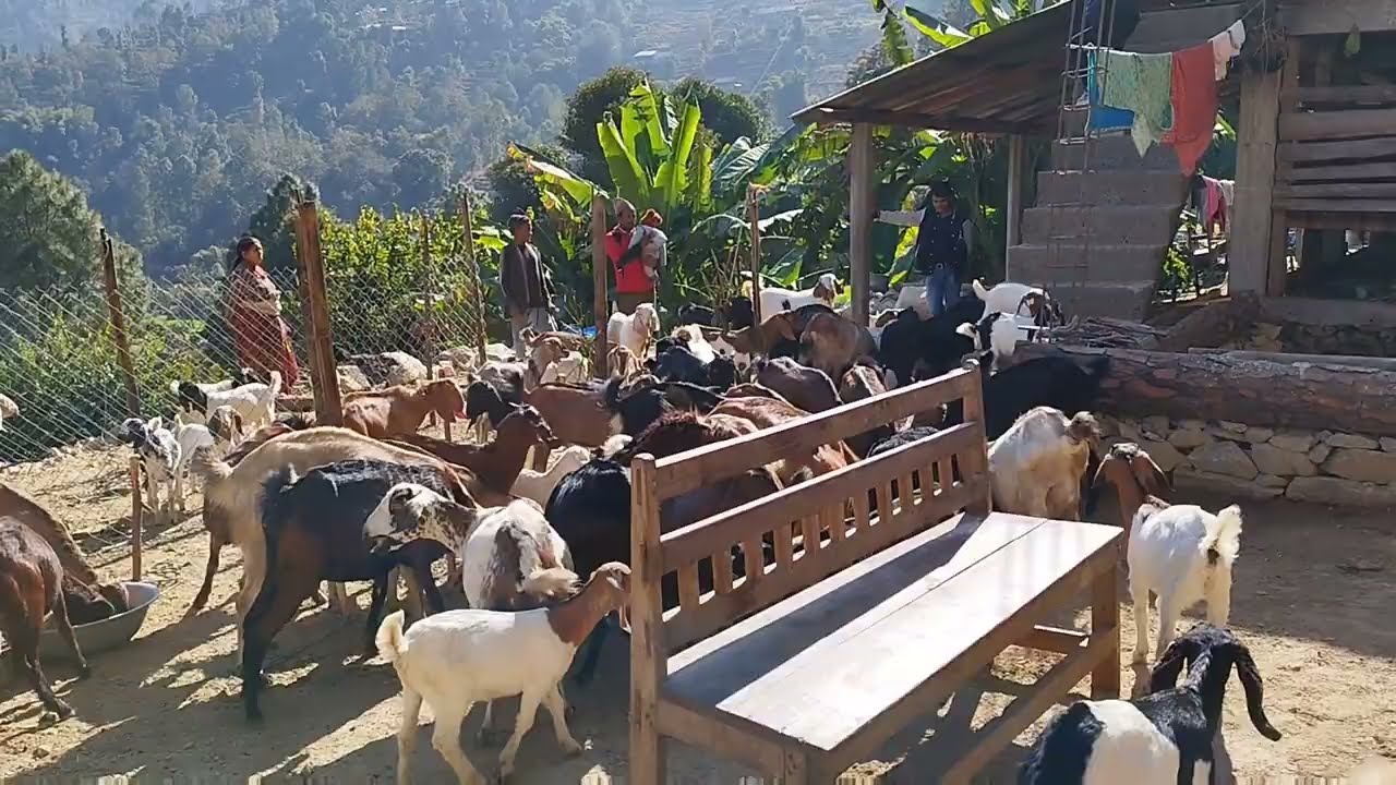 Goat Rearing Business आधुनिक व्यवसायिक बाख्रा पालन व्यवसायबारे जानकारीमुलक भिडियो सामग्री