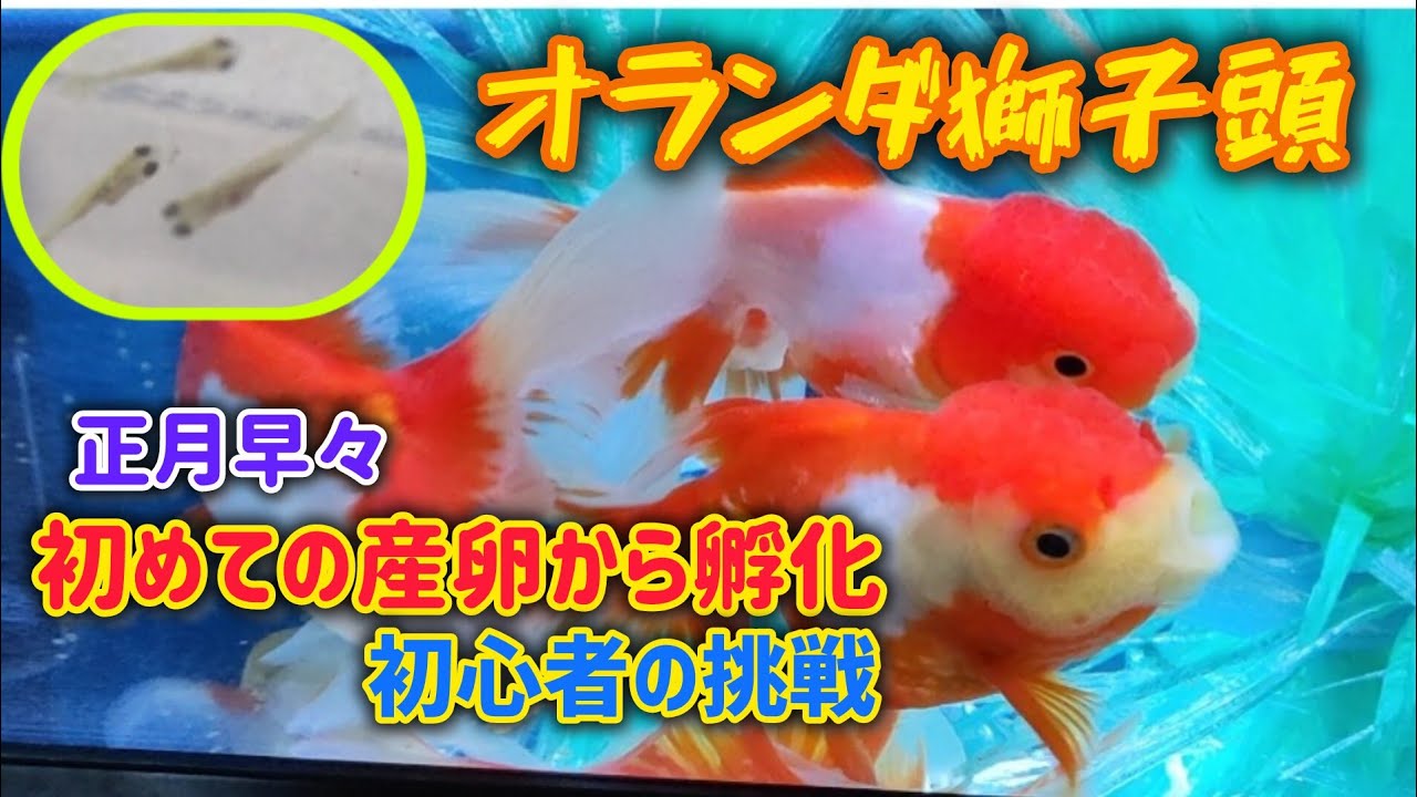 【金魚】購入したオランダ獅子頭が2週間目に産卵、孵化、飼育始める
