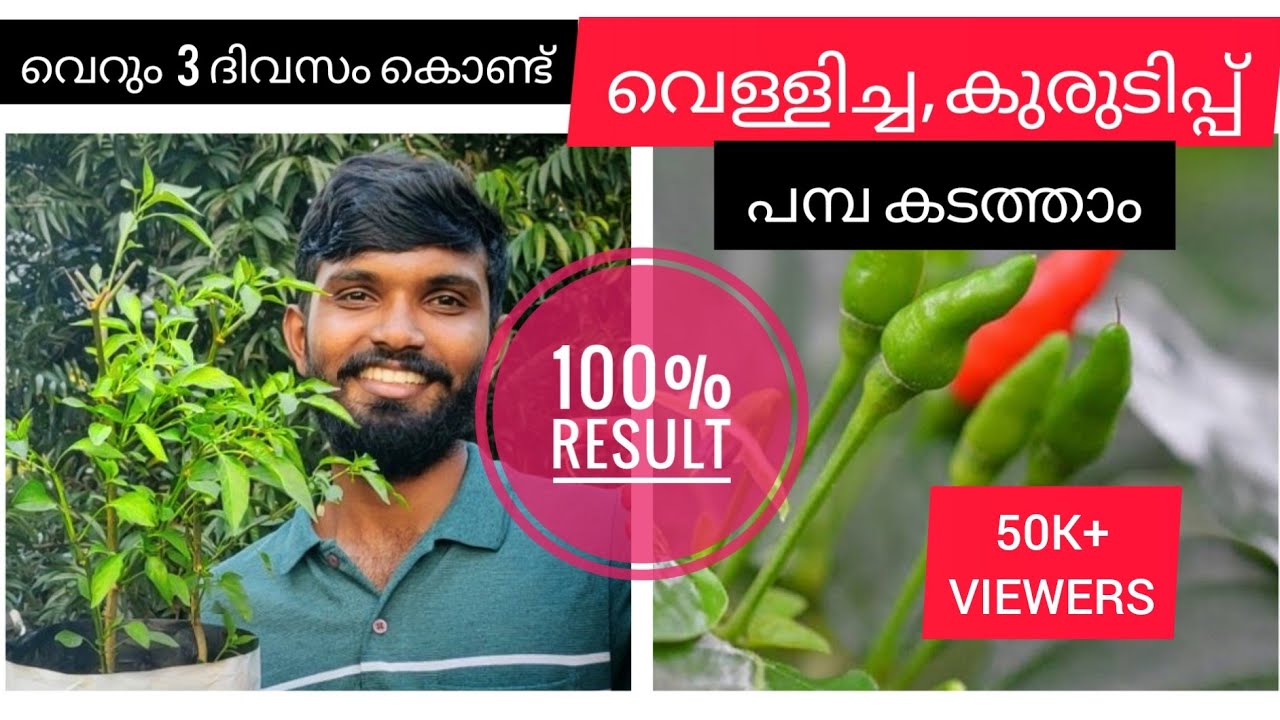 വെള്ളിച്ച, കുരിടിപ്പ്|എത്ര നശിപ്പിക്കാൻ നോക്കിയിട്ടും പറ്റുന്നില്ല,  എങ്കിൽ ഇതുപോലെ ചെയിതു നോക്കു