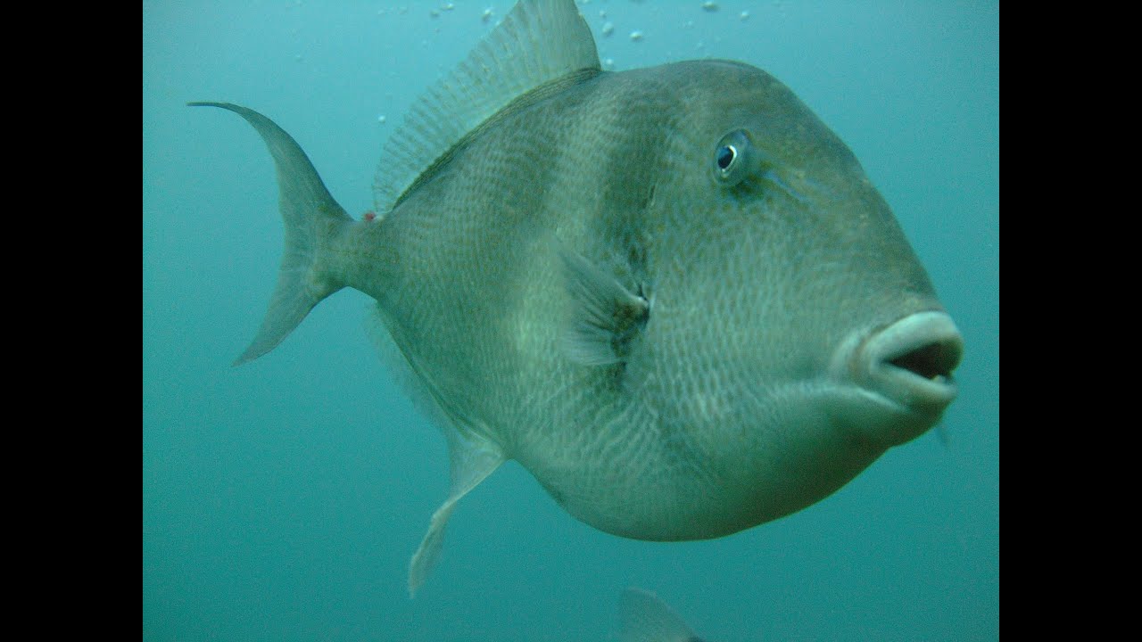 Wow!!! Hand Feeding Trigger Fish on the Royal Adelaide wreck, Chesil beach