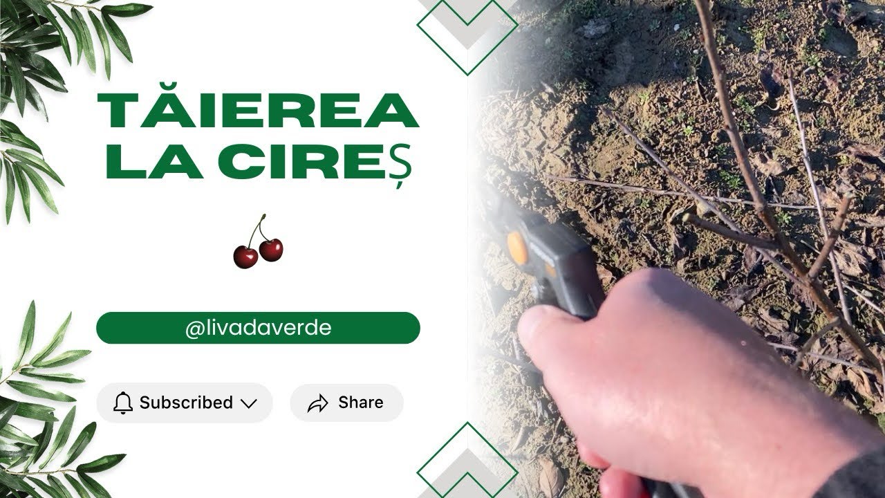 Tăierea la Cireș în repaos vegetativ 🍒🍒🍒✂️