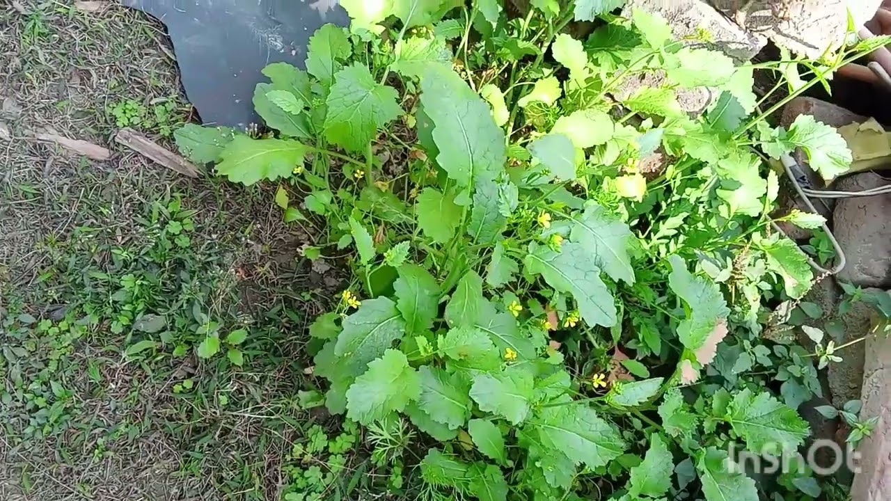 আমাদের বাড়ির কতগুলো গাছ আর সেই গাছের কি কি উপকারিতা.....