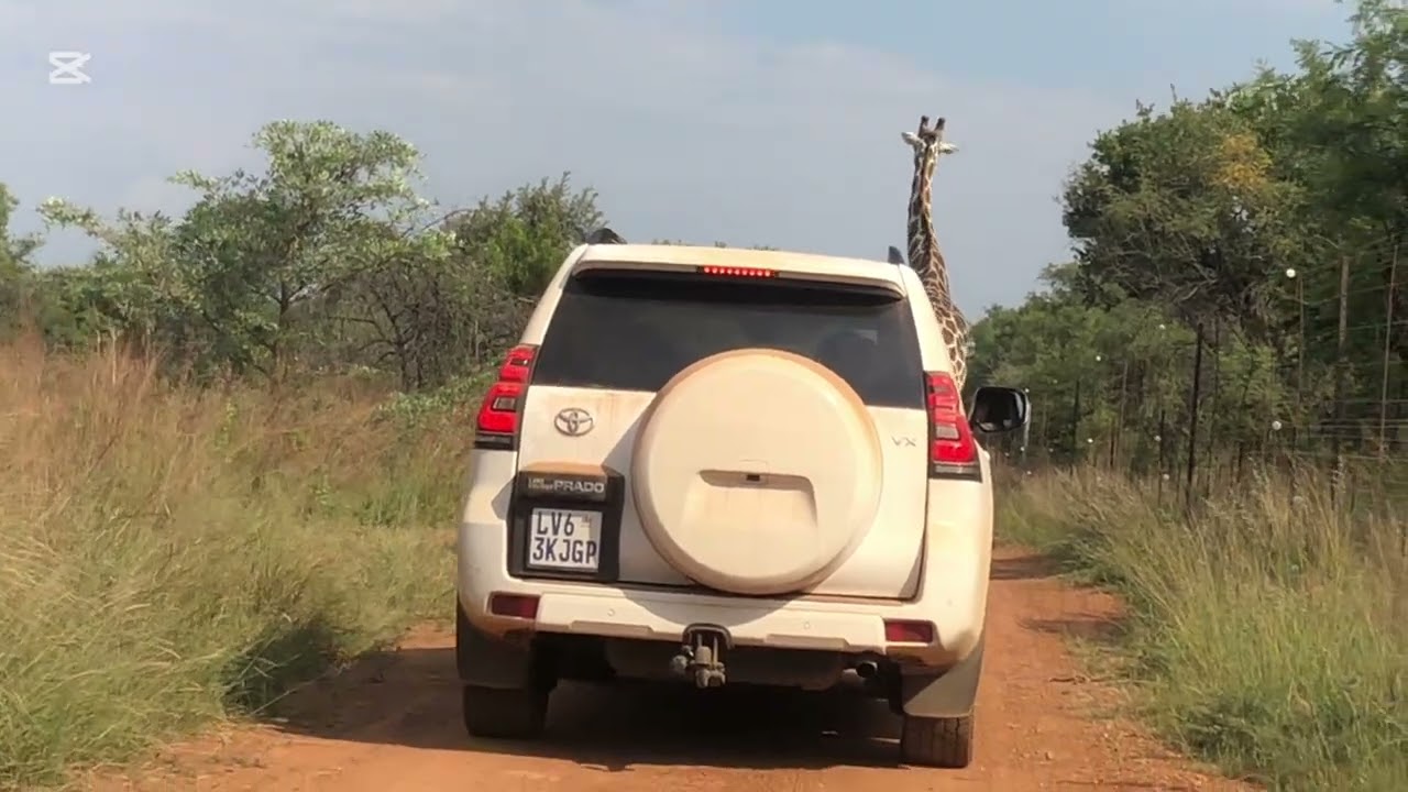 Dinokeng game reserve self drive