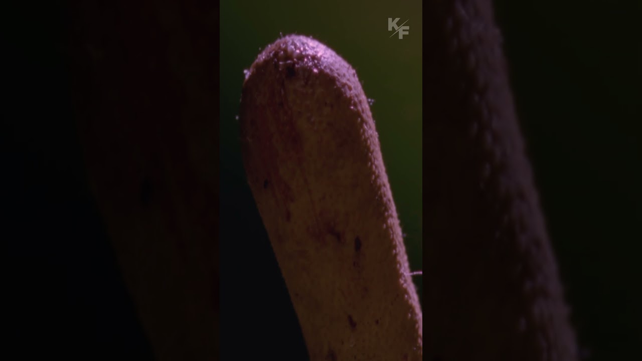 Кошмар насекомого: зловещая сила грибка Кордицепс