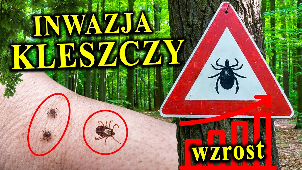 Coraz Więcej KLESZCZY! - Mały Wampir, Duży Strach - Czy Bać się Kleszczy?