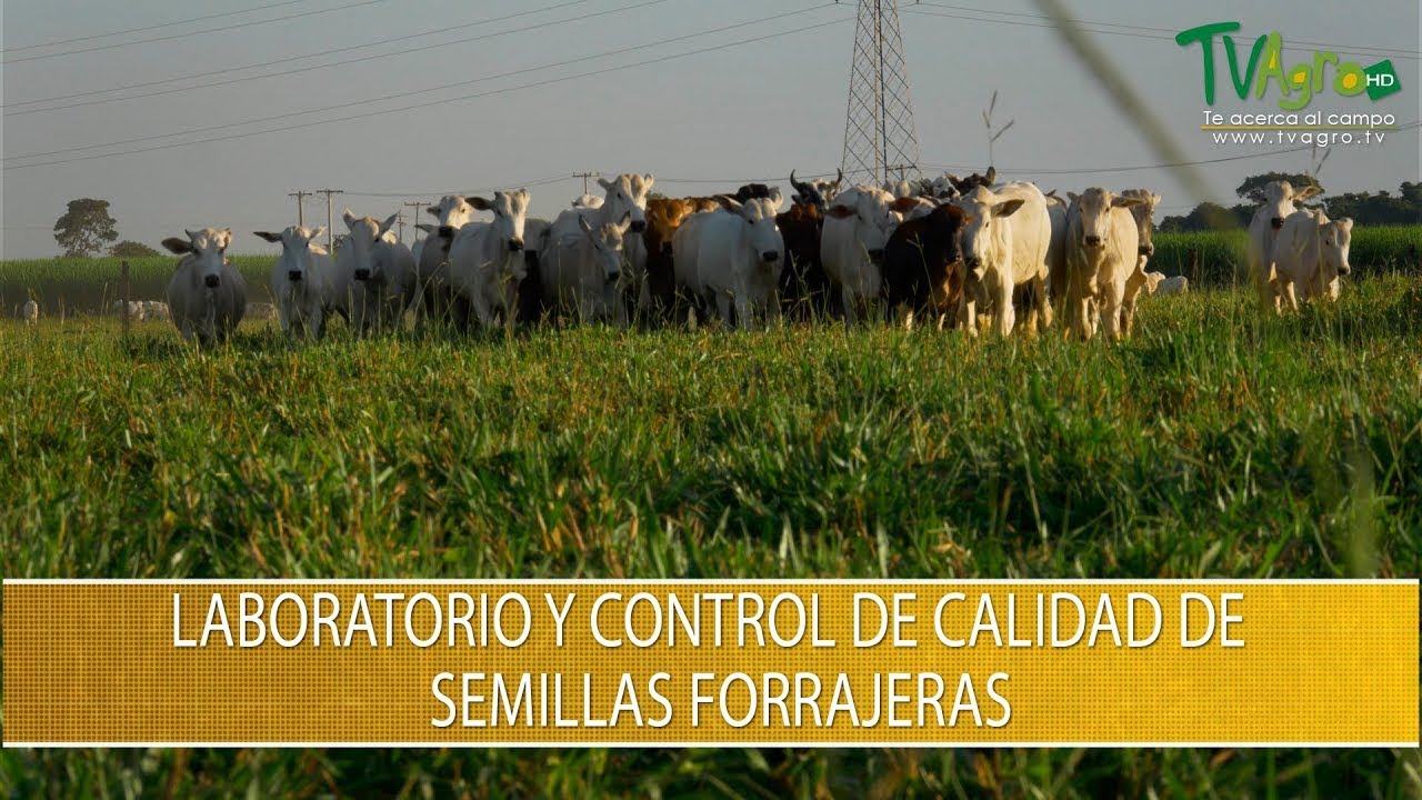 Laboratorio y Control de Calidad de Semillas Forrajeras- TvAgro por Juan Gonzalo Angel Restrepo