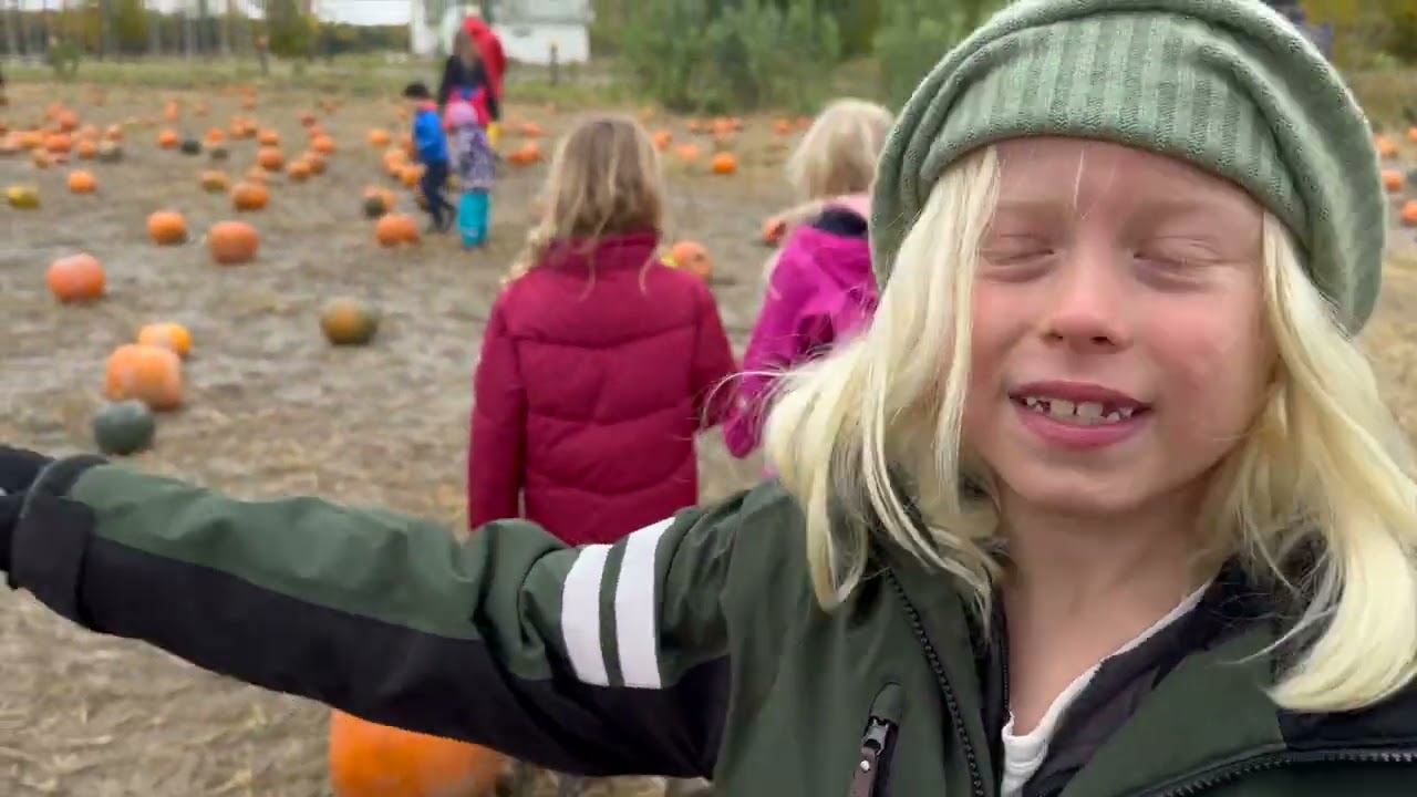 Zack plockar pumpor p&aring; pumpafarmen Thorslunda