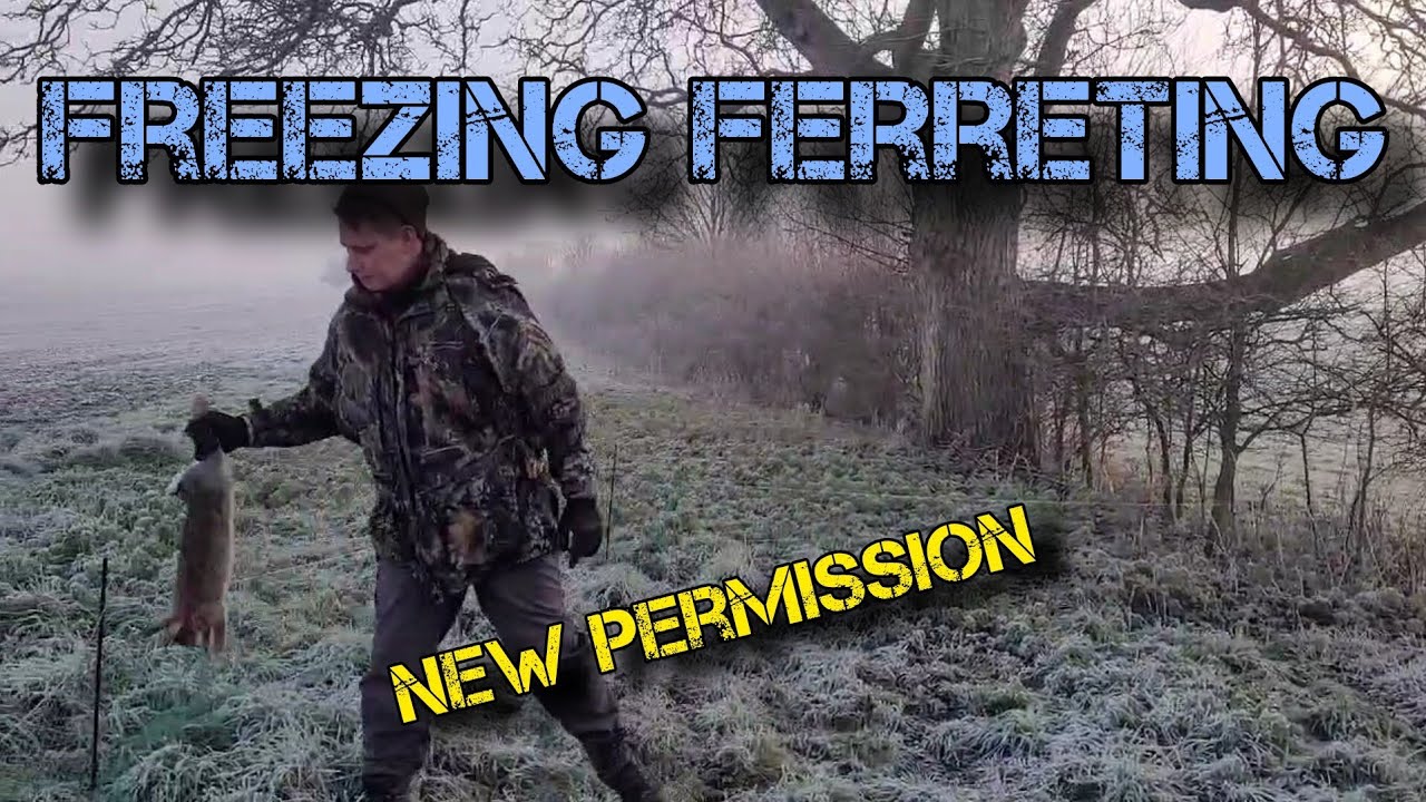 Freezing Ferreting Good Day On New Permission!🐰