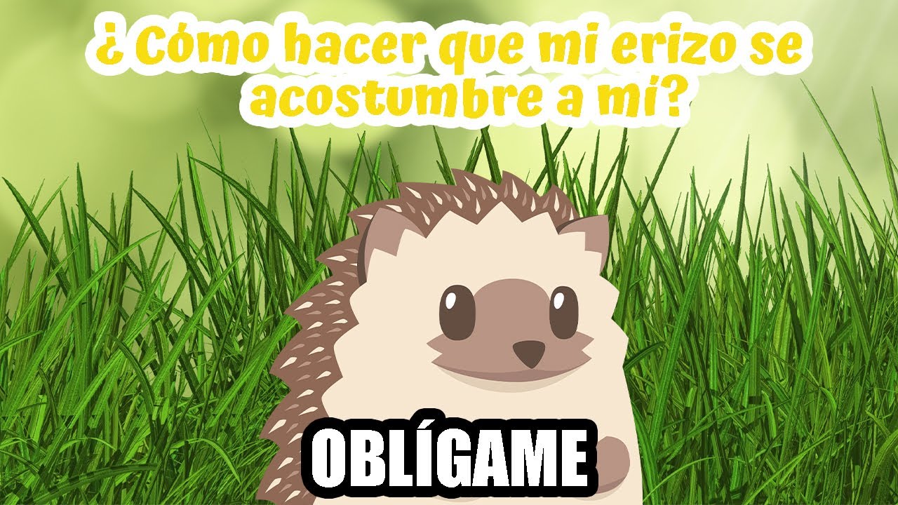 ¿Cómo hacer que mi erizo se acostumbre a mí? | Erizoo México