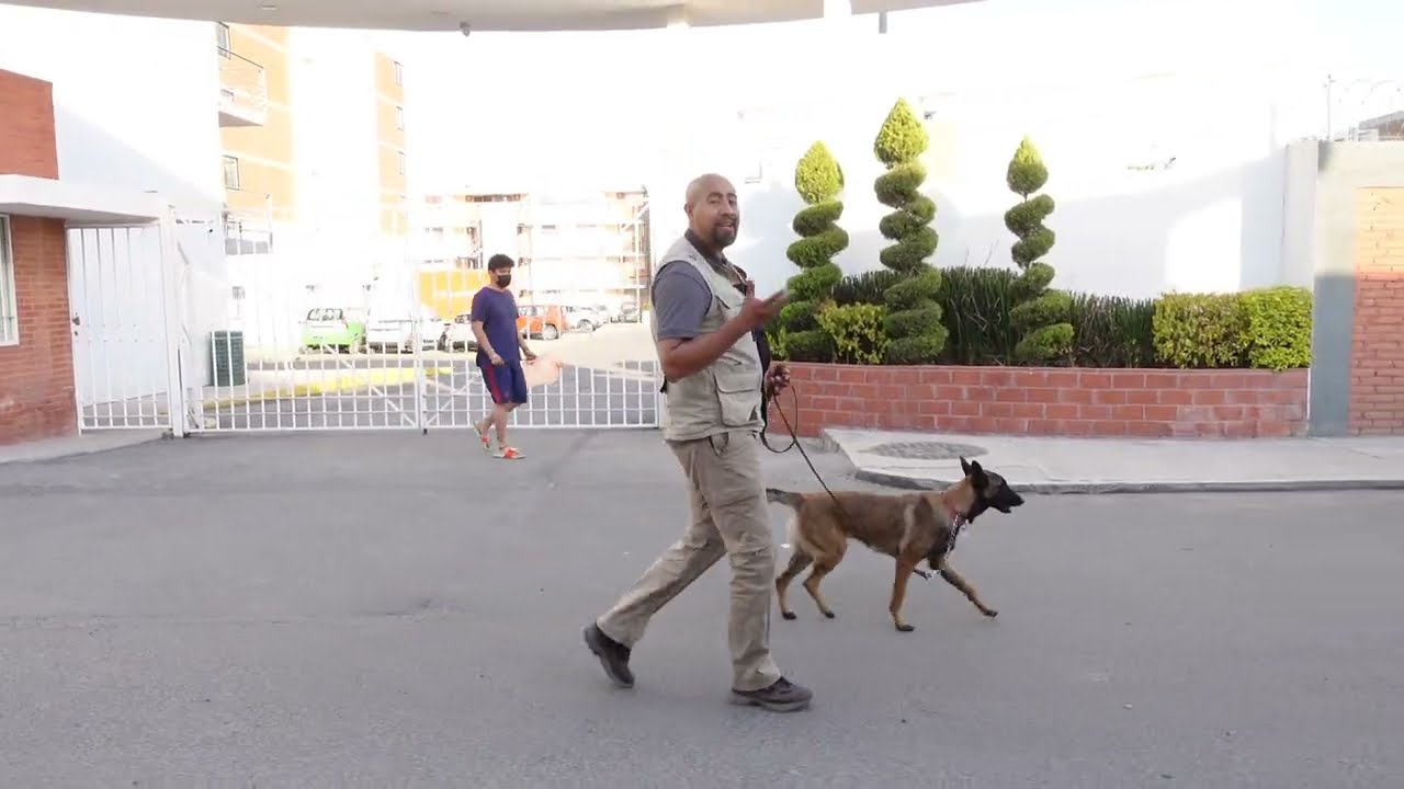 Como sacar a PASEAR a mi PERRO, SIN TIRAR de la CORREA.