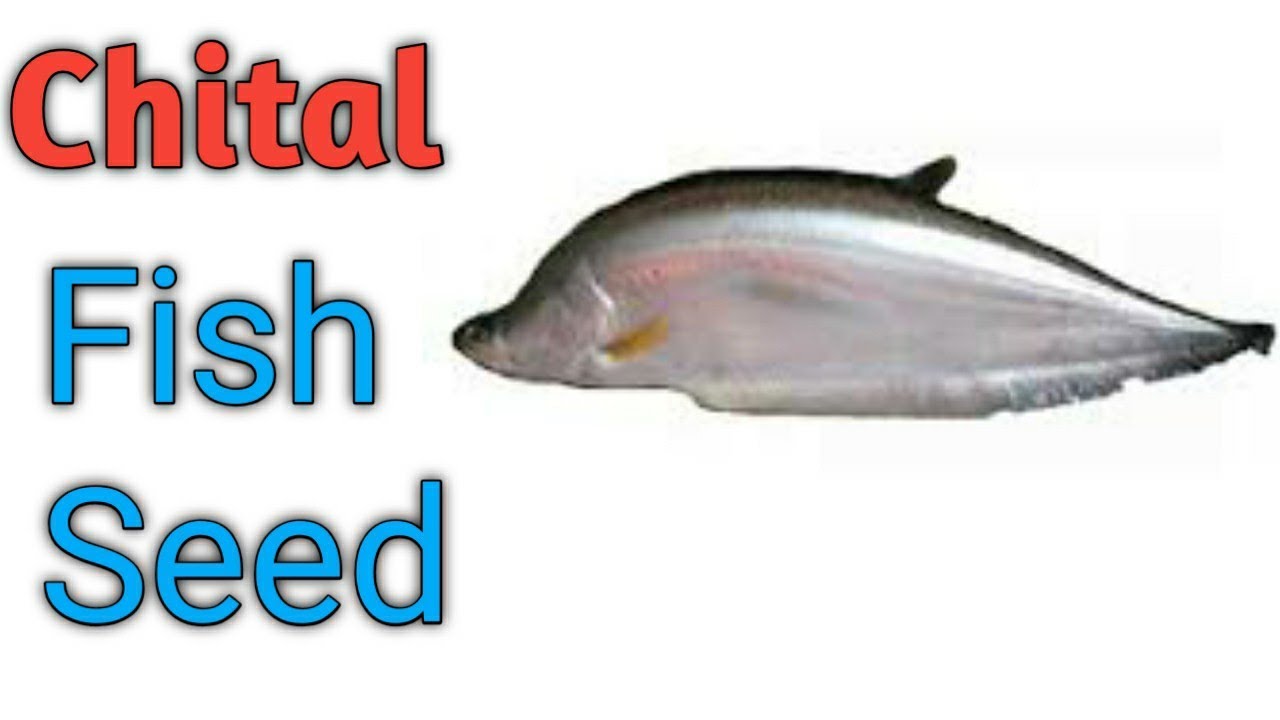 Chital Fish Seed 