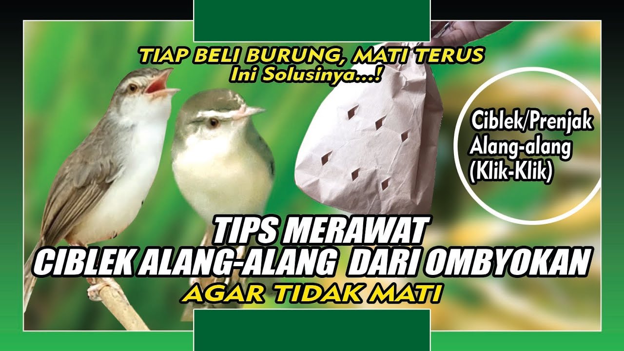 Tips Merawat Ciblek Alang Alang Dari Ombyokan