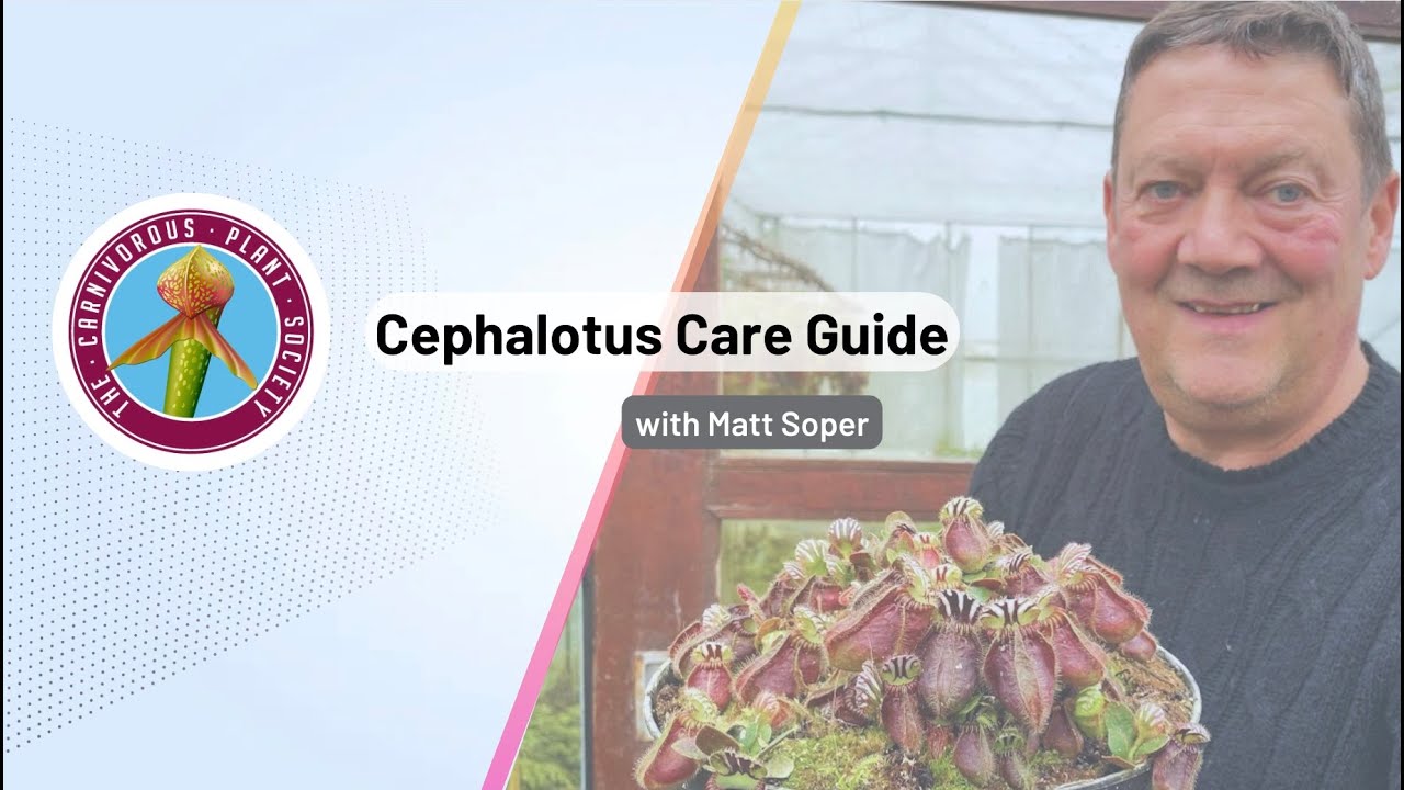 How to care for Cephalotus follicularis | with Matt Soper