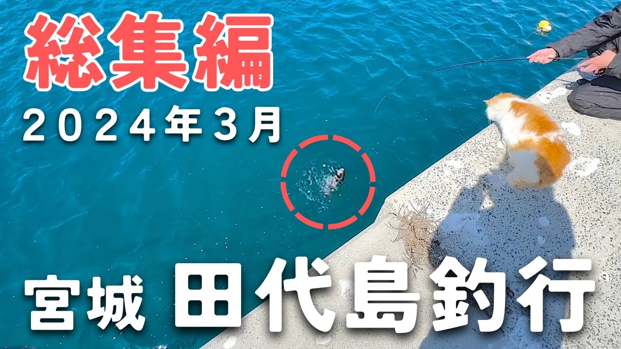 【総集編】2024年春の田代島釣行まとめ！大型のアイナメやカレイがたくさん釣れました【宮城釣り】