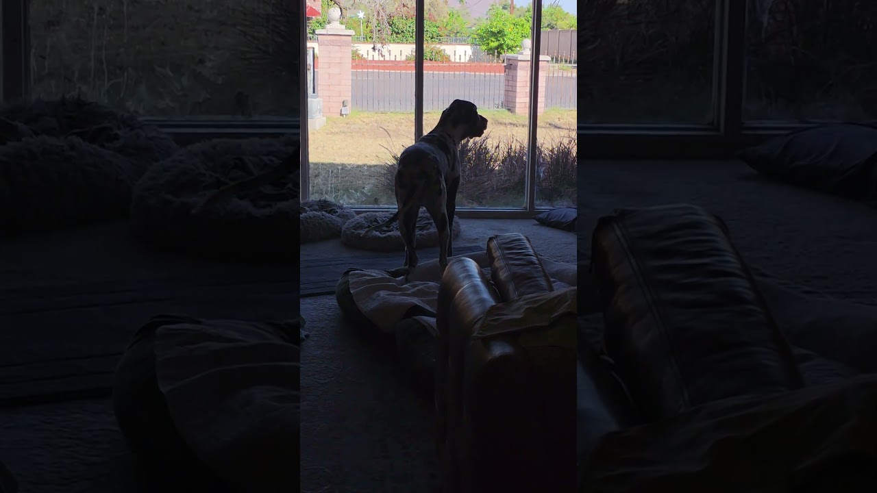 Great Dane Love Rhapsody Gets Up